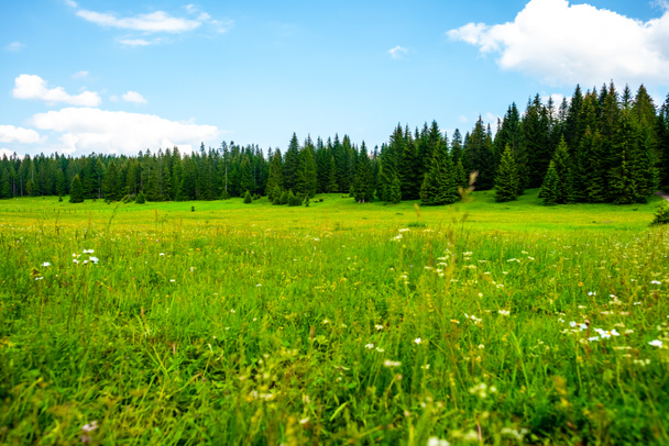 beautiful green valley with trees and blue sky in Durmitor massif, Montenegro - Photo, Image