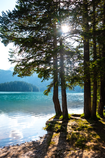 drzew na brzegu piękne polodowcowe Jezioro Czarne w Czarnogórze i światło słoneczne - Zdjęcie, obraz
