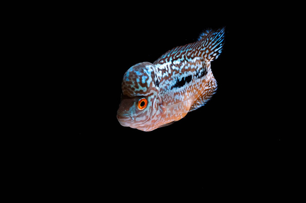 Cichlids en acuario hermoso
 - Foto, Imagen