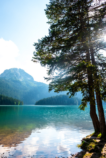 mooie Bear mountain (meded piek), glaciale Black Lake en bomen op de wal in Montenegro - Foto, afbeelding