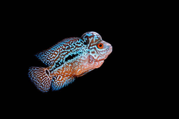 Cichlids in aquarium beautiful - Photo, Image