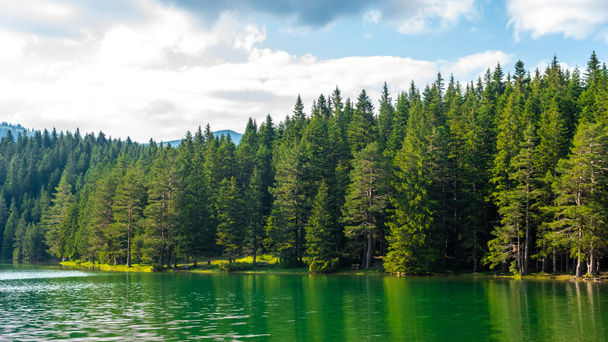 green forest and beautiful glacial Black Lake in Montenegro - Photo, Image