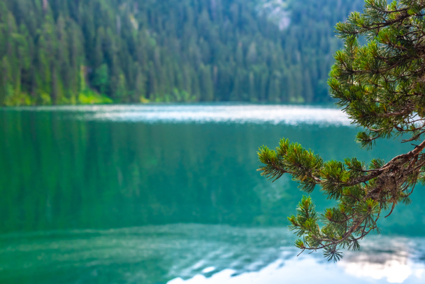 bellissimo lago nero glaciale e rami di pino in Montenegro
 - Foto, immagini