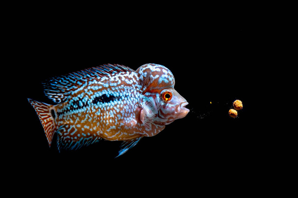 Cichlids kingkamfa akvaario
 - Valokuva, kuva