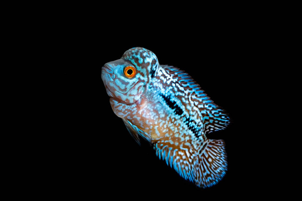 Cichlids kingkamfa no aquário
 - Foto, Imagem
