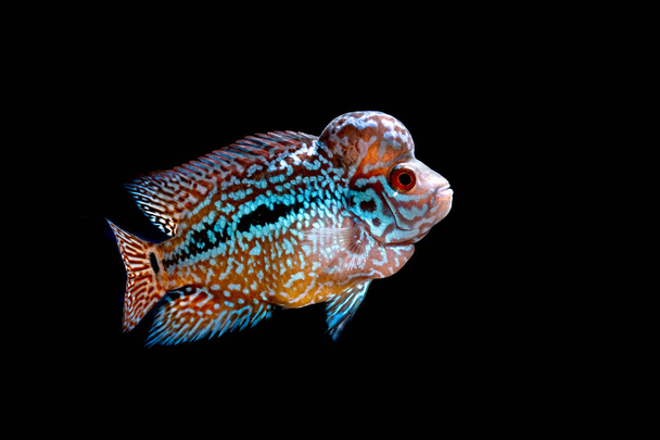 Cichlids kingkamfa akvaario
 - Valokuva, kuva