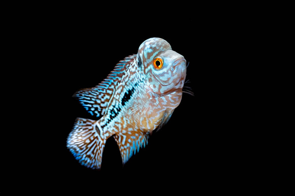 Cichlids kingkamfa en el acuario
 - Foto, Imagen