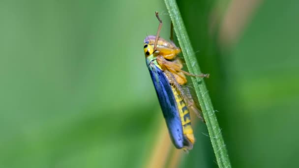 Green leafhopper on a blade of grass - wriggling and jumping away - macro shot - Materiaali, video