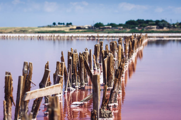 Pali di legno sporgenti dal lago rosa della pianta di sale
. - Foto, immagini