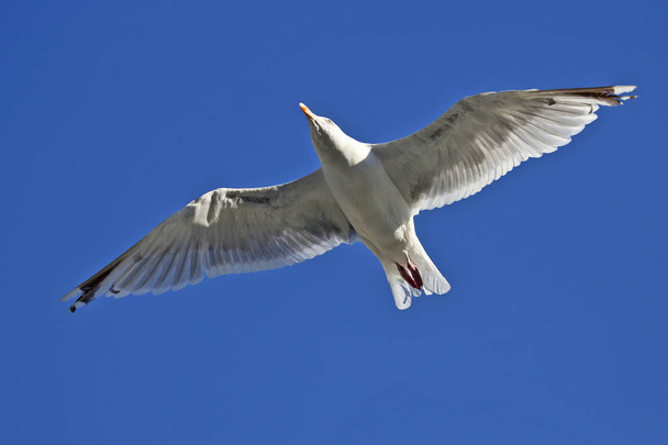 mavi adam üzerinde martı uçan kuş - Fotoğraf, Görsel