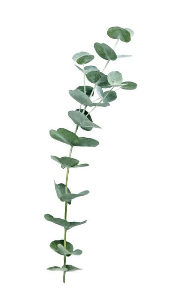 Eucalyptus isolated on a white background - Photo, Image