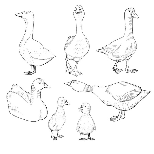 hand drawn goose drawings on white  background, vector illustration - Vettoriali, immagini