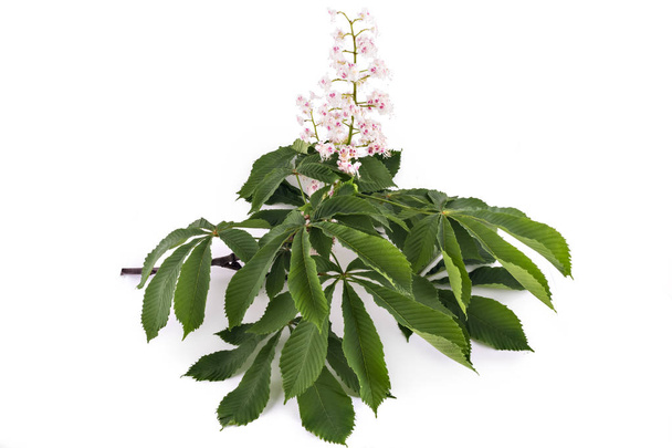 Branche florale de marronnier d'Inde (Aesculus hippocastanum) isolée sur fond blanc. Conker, fleurs et feuilles de châtaignier blanc
 - Photo, image