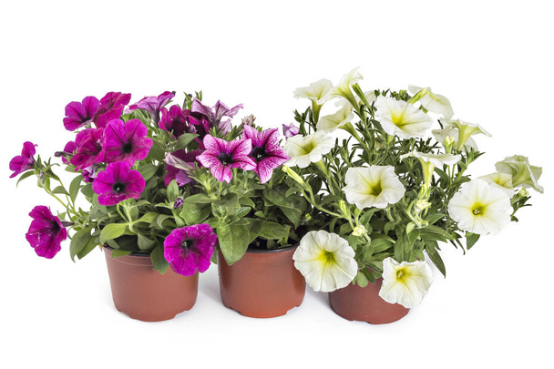 Colorful blooming petunia flowers in flower pot, closeup, isolated on white background. Petunia hybrida in bloom, close up. - Photo, Image