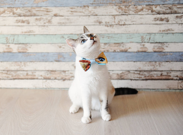 Біла пухнаста блакитноока кішка в стильній краватці на стіні з дерева
 - Фото, зображення