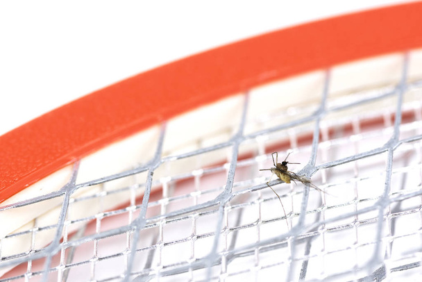 Komar żyje na uchwyt elektryczny swatter, szok komara z elektrycznych. - Zdjęcie, obraz