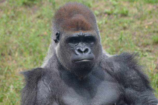 Gorila de las tierras bajas occidentales al aire libre
 - Foto, imagen