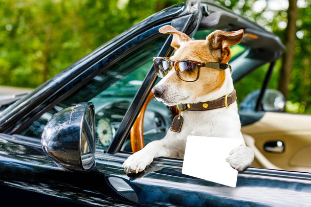 jack russell dog in a car close to the steering wheel, ready to drive fast and save , with seat belt fastened, with drivers license - Photo, image