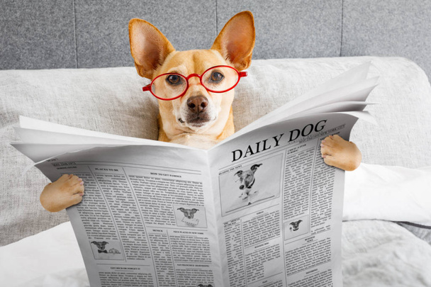 dog in bed resting and reading newspaper,  in bedroom under the blanket , early  in the morning - Foto, immagini