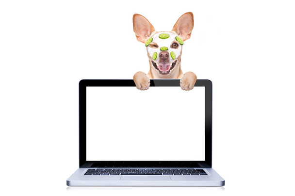 chihuahua dog relaxing  with beauty mask in   spa wellness center ,getting a facial treatment with  moisturizing cream mask and cucumber ,behind pc computer screen , isolated on white background - Foto, immagini