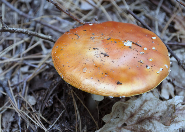 Amanta. Amanita muscaria giftige paddenstoel in een forest close-up. Rode paddenstoel - Foto, afbeelding