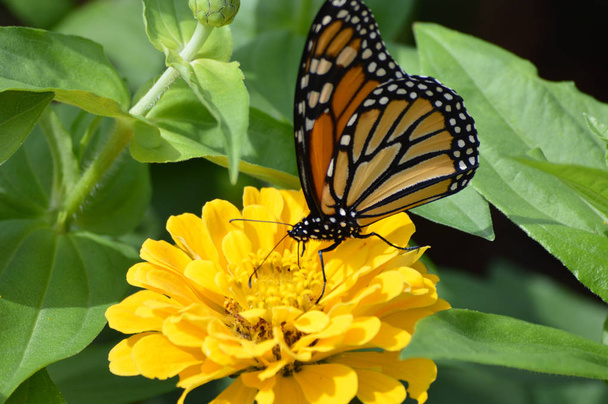 花の上のモナーク蝶 - 写真・画像