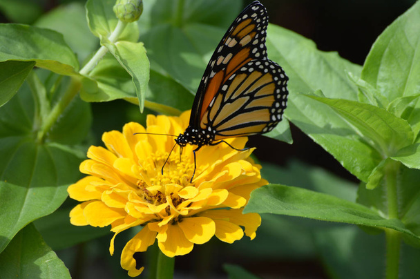Monarcha Motyl na kwiatku - Zdjęcie, obraz