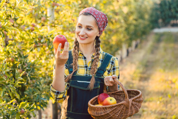 Mujer agricultora de fruta cosechando manzanas en su cesta
 - Foto, imagen