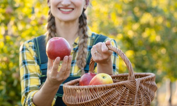 Farmer woman in fruit orchard holding apple in her hands offerin - Foto, afbeelding