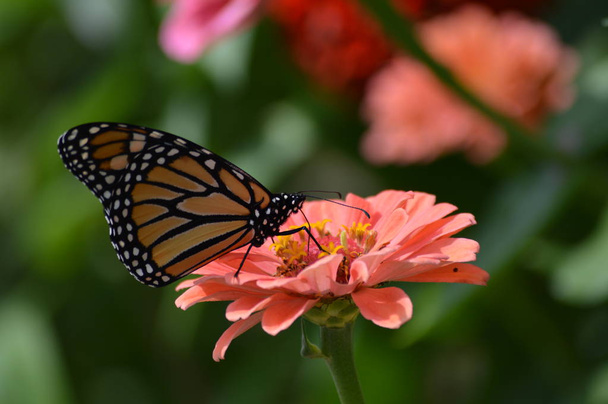 Mariposa monarca sobre una flor - Foto, Imagen