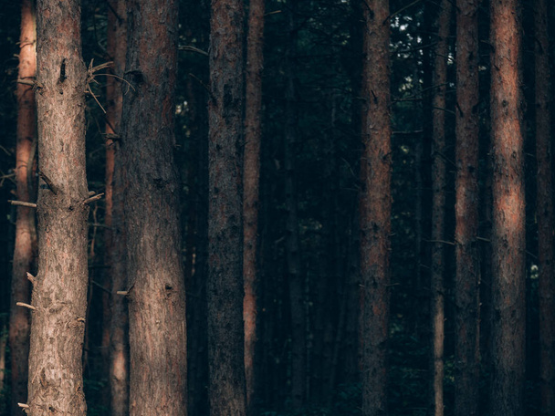 vieux fond en bois dans la forêt
 - Photo, image