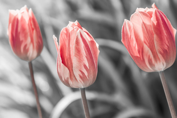 いろいろな色で染色したチューリップ、春に咲くチューリップ - 写真・画像