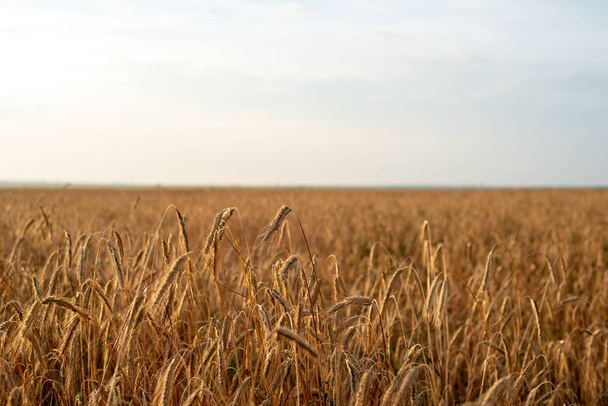Мінімалістичний ландшафт пшеничного поля з золотими вухами пшениці
. - Фото, зображення