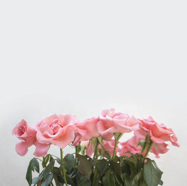 mehrere hellrosa Rosen gruppiert vor weißem Hintergrund, mit verfügbarem Kopierraum darüber. - Foto, Bild