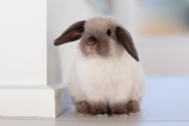 Mini hangoor konijn - Foto, afbeelding