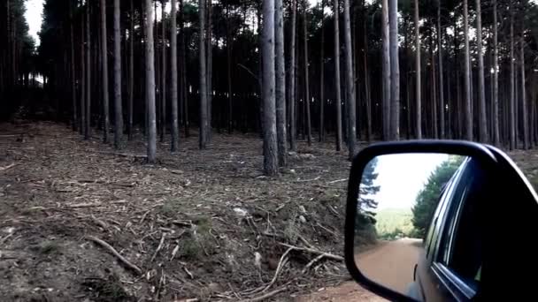 Süper ağır çekim çam ağacı orman ve araba ayna - Video, Çekim