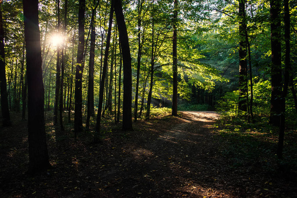 Солнце в лесу - Фото, изображение
