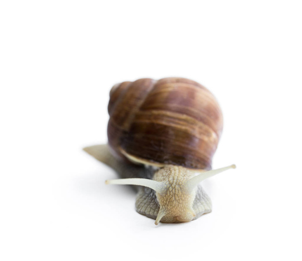 Garden  snail isolated on white  - 写真・画像