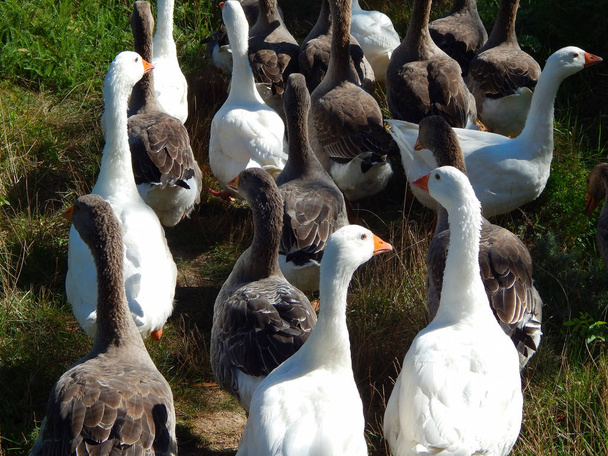 flocks of geese graze on the lawn in the sunny summer . - Photo, Image
