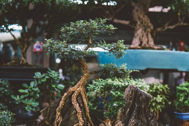  bonsai tree collection for sale close-up - Photo, Image