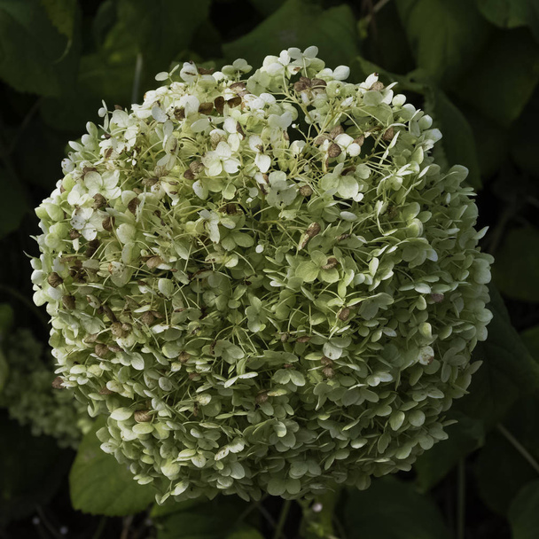 Hydrangea macrophylla - plant in the family Hydrangeaceae, native to Japan known as bigleaf, French, lacecap or mophead hydrangea, penny mac and hortensia - Zelazowa Wola, Mazowieckie, Poland - Photo, Image