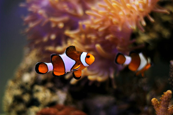 Clown Fish - The most popular saltwater fish in the world - Foto, afbeelding