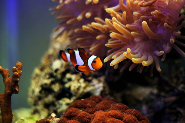 Clown ryb - nejoblíbenější mořské ryby na světě - Fotografie, Obrázek