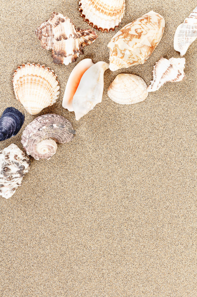 Muscheln mit Sand als Hintergrund - Foto, Bild