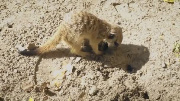 Little meerkat is digging quickly - Footage, Video