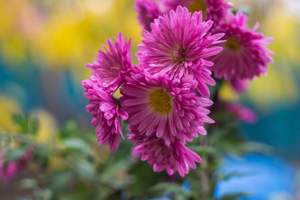 Kwiaty fioletowe aster - Zdjęcie, obraz