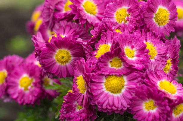 Aster violet fleurs sauvages
 - Photo, image