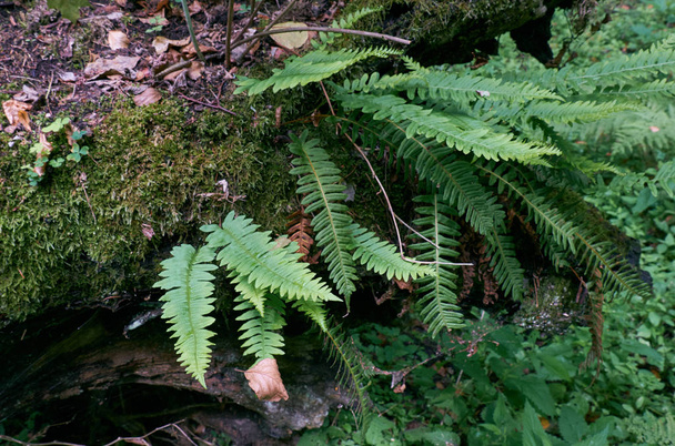 Muschio di quercia avvolto con un sacco di felci polipodi comuni, Foresta di Bialowieza, Polonia, Europa - Foto, immagini