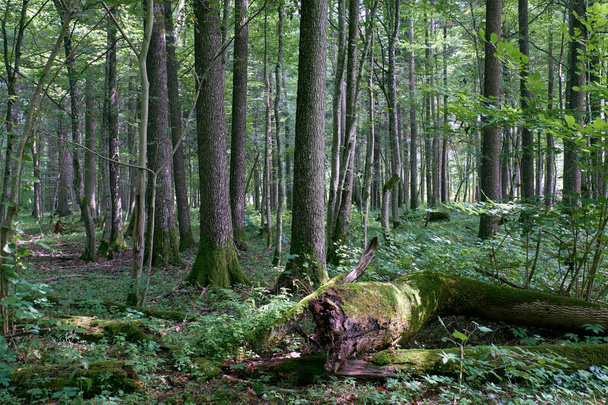 Alder tree deciduous stand in summer, Bialowieza Forest, Poland, Europe - Foto, imagen