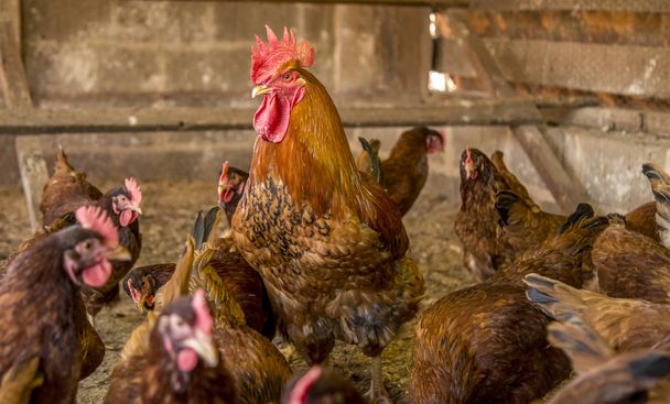chicken creation farm animal - Фото, зображення